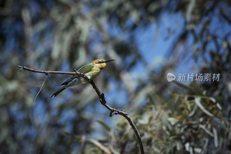 彩虹食蜂鸟(Merops ornatus)